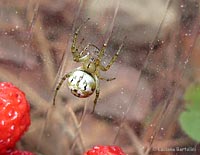 Mangora acalypha