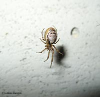 Zygiella x-notata