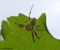 Araniella cucurbitina maschio