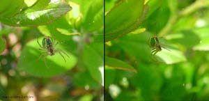 Araniella cucurbitina