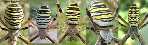 5 esemplari di Argiope bruennichi