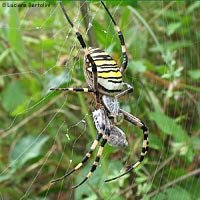 Ragno Argiope bruennichi panciuto