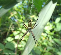 Ragno Argiope bruennichi snello