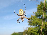 Ragno Argiope bruennichi con lo sfondo il cielo