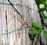 Argiope bruennichi senza una zampa