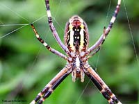 Argiope bruennichi visto di pancia