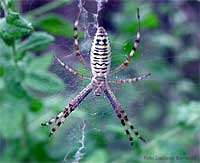 Ragno Argiope bruennichi