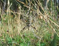 Ragno Argiope bruennichi tra l'erba sulla sua grande ragnatela