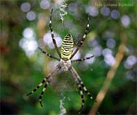 Ragno Argiope bruennichi sulla sua grande ragnatela