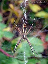 Ragno Argiope bruennichi visto di pancia