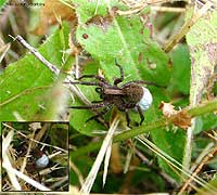 ragno Pardosa con il sacco dei piccoli
