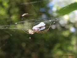 Linyphiidae con Metcalfa pruinosa