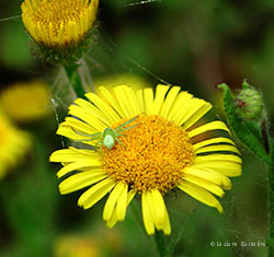 Tomiside Ebrechtella tricuspidata