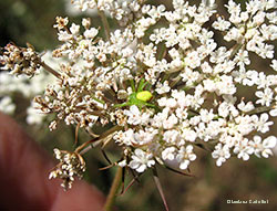 Tomiside Ebrechtella tricuspidata