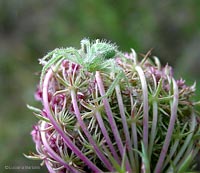 Tomiside Heriaeus graminicola