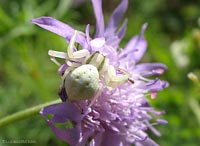 Misumena vatia su fiore violetto