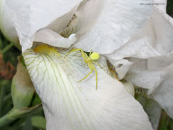 Misumena vatia