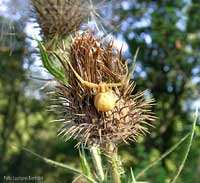 Misumena vatia