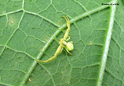 Ragno thomisidae