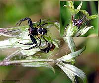 Due Synaema globosum di diverso colore