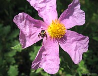 Synema globosum in agguato su fiore di cisto