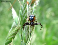 Synema globosum