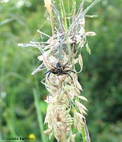 Synaema globosum