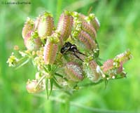 Synaema globosum