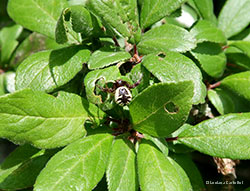 Synema globosum