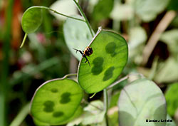 Synaema globosum