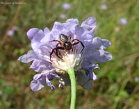 Synaema globosum