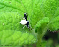 Piccolo Tomiside bianco e nero