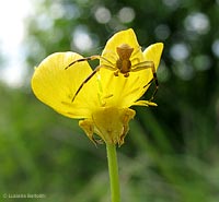 Tomiside giallo su ranuncolo