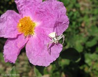 Tomiside con sfumature rosa