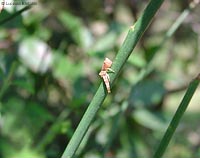 Tomisidae genere Thomisus