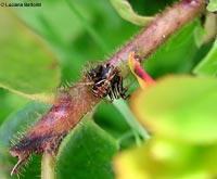 Xysticus sp. male