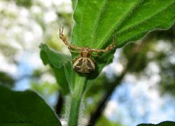 Xysticus sp.