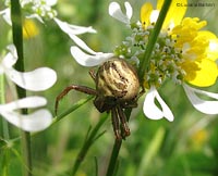 Xysticus sp.