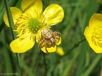 Xysticus sp. su ranuncolo