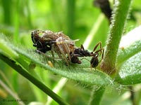 Xysticus maschio e femmina con una formica