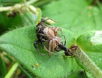 Xysticus maschio e femmina