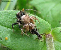 Xysticus maschio e femmina