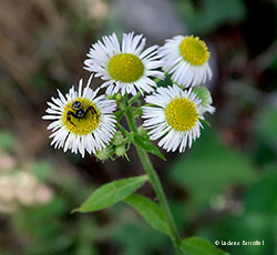 Synema globosum su Erigeron annuus