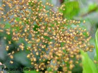 Araneus diadematus giovani