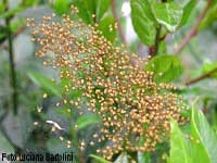 Piccoli di Araneus diadematus Piccoli di Araneus diadematus