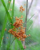 Araneus diadematus in miniatura Araneus diadematus in miniatura