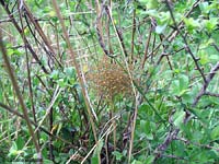 piccoli Araneus diadematus in gruppo piccoli Araneus diadematus in gruppo