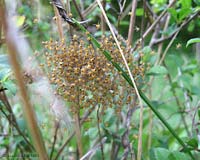 piccoli Araneus in gruppo piccoli Araneus in gruppo