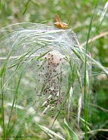 Nidi e piccoli di Pisaura con cavalletta Nidi e piccoli di Pisaura con cavalletta