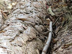 La vipera che scivola su una catasta di tronchi di pino